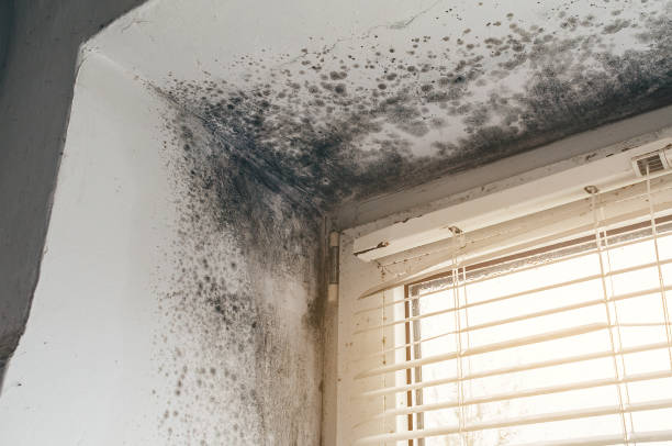 Affordable Mold Inspection And Testing solutions in Fairfield, TX